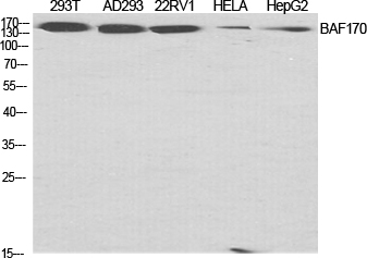 BAF170 Polyclonal Antibody