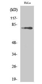 Btk (phospho Tyr223) Polyclonal Antibody