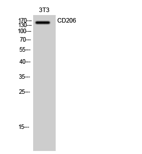 CD206 Polyclonal Antibody