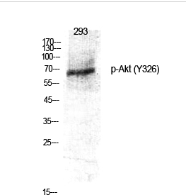 Akt (phospho Tyr326) Polyclonal Antibody