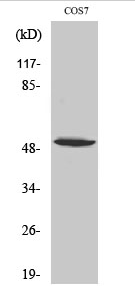 p53 (phospho Ser6) Polyclonal Antibody
