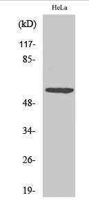 G3BP1 (phospho Ser232) Polyclonal Antibody