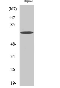 SH-PTP2 (phospho Tyr580) Polyclonal Antibody