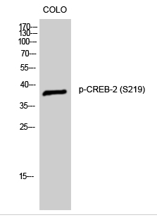 CREB-2 (phospho Ser219) Polyclonal Antibody
