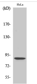 Stat5 (phospho Ser726/731) Polyclonal Antibody