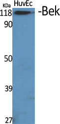 Bek Polyclonal Antibody