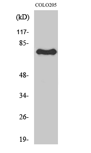 ATF-6β Polyclonal Antibody