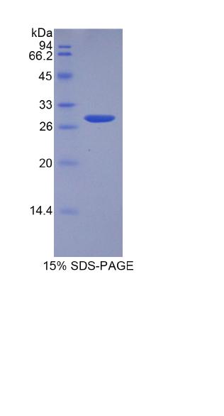 Recombinant A Disintegrin And Metalloprotease 15 (ADAM15)