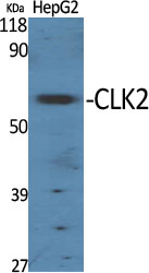 CLK2 Polyclonal Antibody