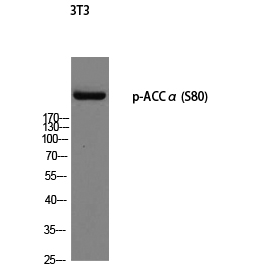 ACCα (phospho Ser80) Polyclonal Antibody