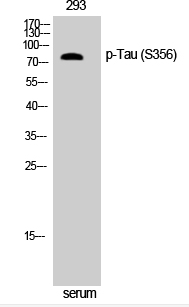 Tau (phospho Ser356) Polyclonal Antibody