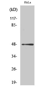 AP-1 (phospho Ser63) Polyclonal Antibody