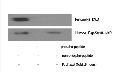 Histone H3 (phospho Ser10) Polyclonal Antibody