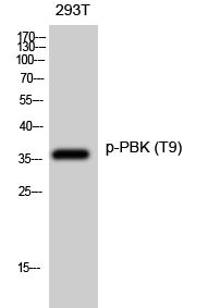 PBK (phospho Thr9) Polyclonal Antibody