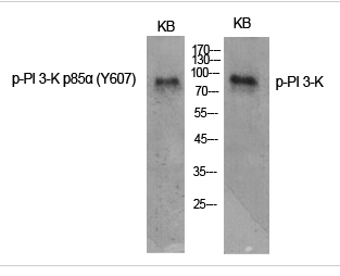 PI 3-kinase p85α (phospho Tyr607) Polyclonal Antibody
