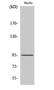 CCDC45 Polyclonal Antibody