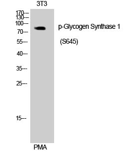 Glycogen Synthase 1 (phospho Ser645) Polyclonal Antibody