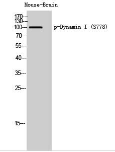 Dynamin I (phospho Ser778) Polyclonal Antibody