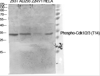 Cdk1/2/3 (phospho Thr14) Polyclonal Antibody