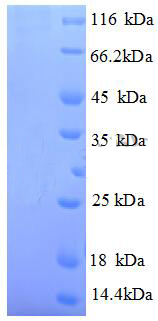 Recombinant Arabidopsis thaliana Abscisic acid receptor PYL1