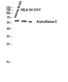 Arylsulfatase E Polyclonal Antibody