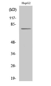 CLIP4 Polyclonal Antibody