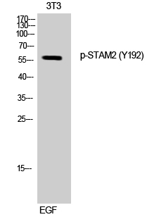 STAM2 (phospho Tyr192) Polyclonal Antibody