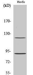 PR (phospho Ser190) Polyclonal Antibody