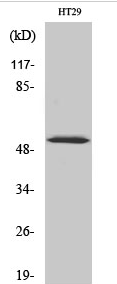 p53 (phospho Ser33) Polyclonal Antibody