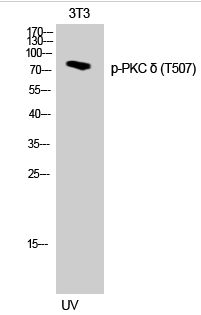 PKC δ (phospho Thr507) Polyclonal Antibody