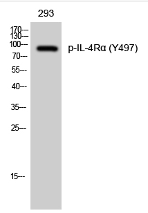 IL-4Rα (phospho Tyr497) Polyclonal Antibody