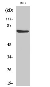 Raf-1 (phospho Ser338) Polyclonal Antibody