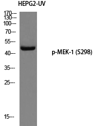 MEK-1 (phospho Ser298) Polyclonal Antibody