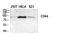 CD44 Polyclonal Antibody