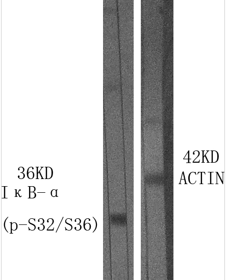 IκB-α (phospho Ser32/S36) Polyclonal Antibody