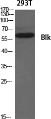 Blk Polyclonal Antibody