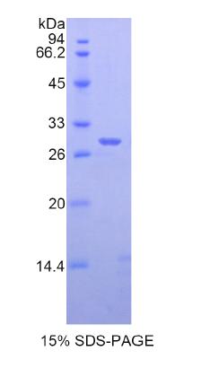 Recombinant A Disintegrin And Metalloprotease 6 (ADAM6)