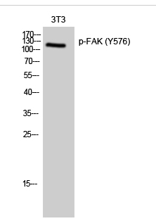 FAK (phospho Tyr576) Polyclonal Antibody