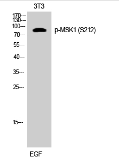 MSK1 (phospho Ser212) Polyclonal Antibody