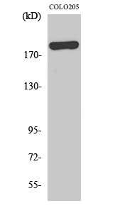 BCoR Polyclonal Antibody