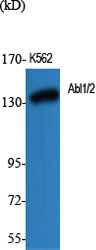 Abl1/2 Polyclonal Antibody