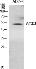 Arrdc1 Polyclonal Antibody