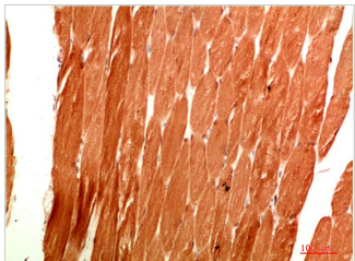 ATG4c Rabbit Polyclonal Antibody