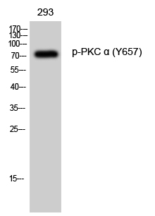 PKC α (phospho Tyr657) Polyclonal Antibody