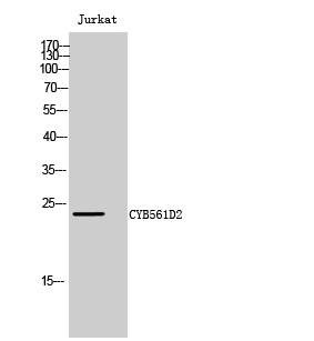 CYB561D2 Polyclonal Antibody