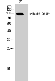 Eps15 (phospho Tyr849) Polyclonal Antibody