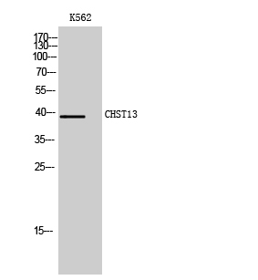 CHST13 Polyclonal Antibody