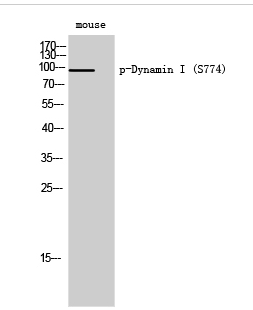 Dynamin I (phospho Ser774) Polyclonal Antibody
