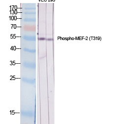 MEF-2 (phospho Thr319) Polyclonal Antibody