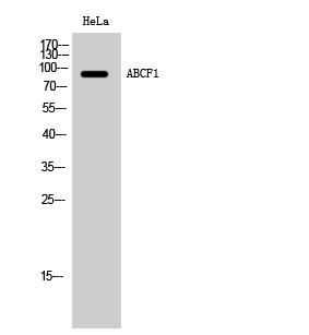 ABCF1 Polyclonal Antibody